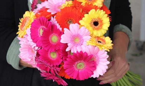 41 bunte Gerbera im Strauß