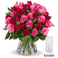 25 rot-pinke Rosen inkl. GRATIS Vase