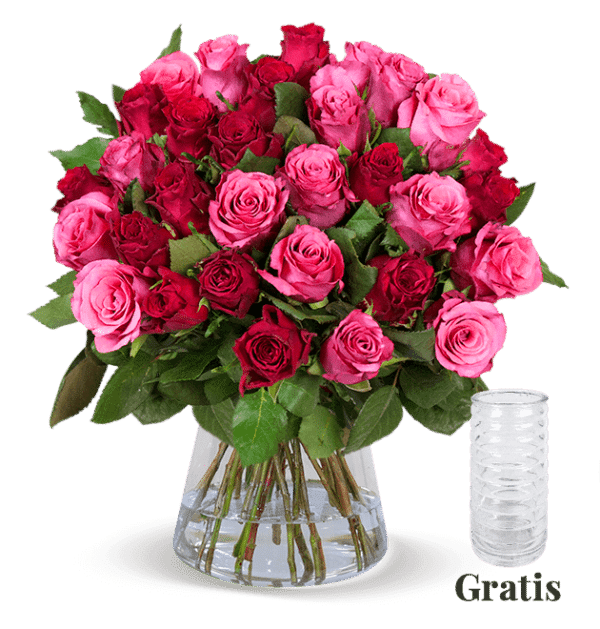 25 rot-pinke Rosen inkl. GRATIS Vase