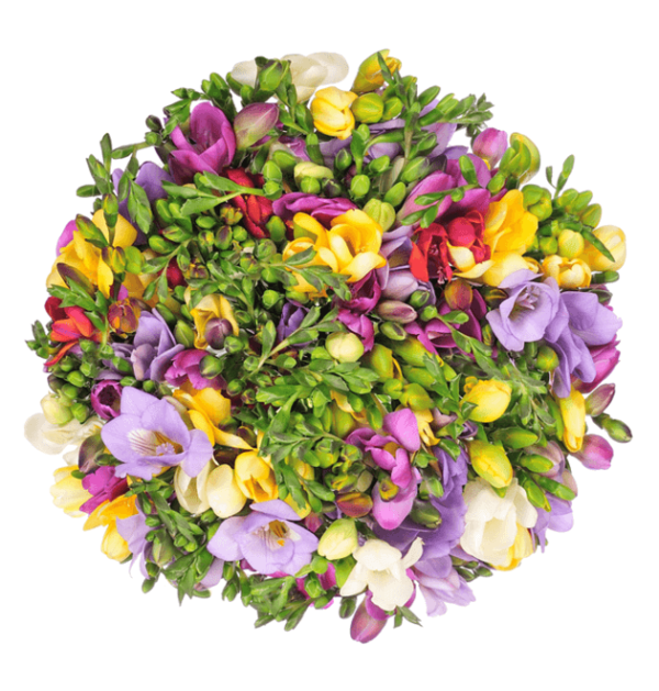 Blume Ideal 40 bunte Freesien