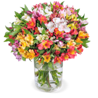 40 Inkalilien mit bis zu 400 Blüten