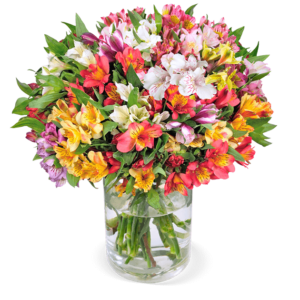 40 Inkalilien mit bis zu 400 Blüten