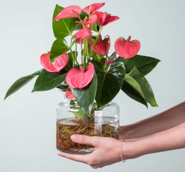 Wasserpflanze Anthurie mit Glasvase