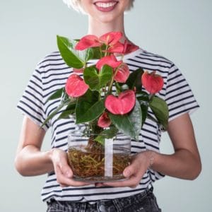 Wasserpflanze Anthurie mit Glasvase