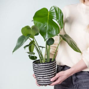 483 Monstera mit Korb