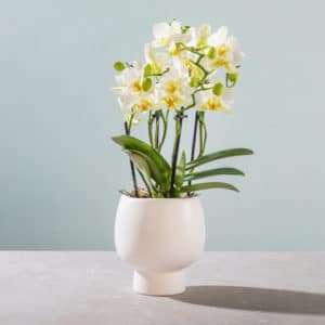 orchidee