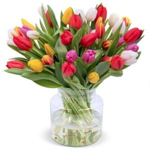 50 bunte Tulpen bei Blumeideal