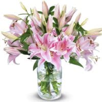 12 pinke Lilien