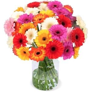 50 bunte Gerbera