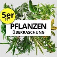 5er-Set Pflanzenüberraschung XXL (50-70cm)