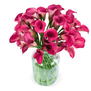 Pinke Calla von Blumeideal in einer Vase