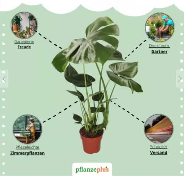 5er-Set Pflanzenüberraschung Naturentdecker