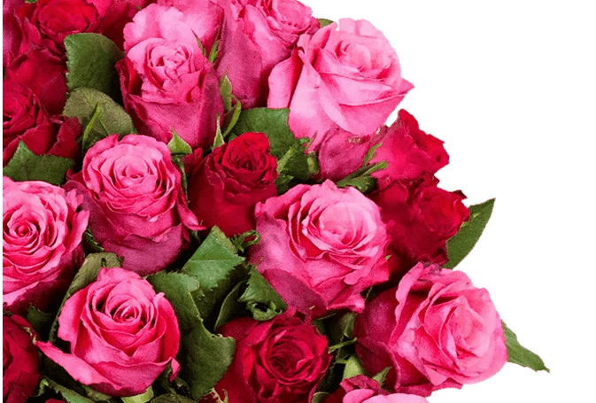 Pinke & rote Rosen im Detail
