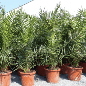 Palme XXL 180 cm Phoenix canariensis, kanarische Dattelpalme, winterhart