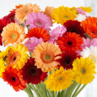 40 Gerbera