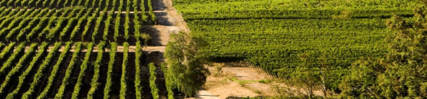 Weinberge des Weißweins Rosatti Pinot Grigio