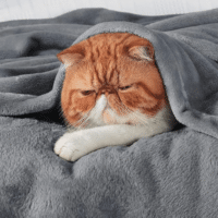 BEDSURE Kuscheldecke Flauschig Decke Fleecedecke - Wohndecke Warm Winter Weich, Sofadecke XL, Decke Couch Blanket, Wohn- & Kuscheldecken 150x200cm, Sofa überwurfdecke Grau