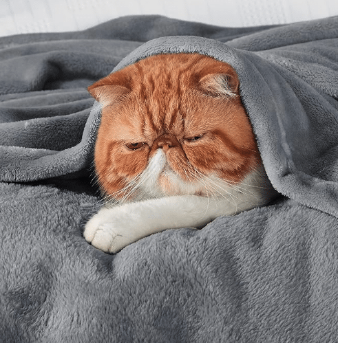 Kuscheldecke Mit Mammut-Motiv – Superweich, Flauschig & Vielseitig Einsetzbar