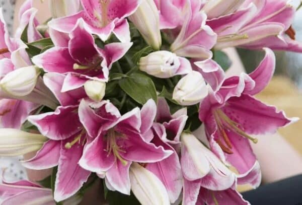 Lilien   pink