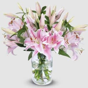 Lilien pink