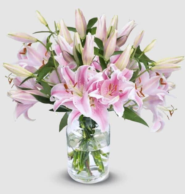 Lilien pink