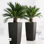 🌿 2x Japanischer Palmfarn (Cyca Revoluta, 45-60 cm)