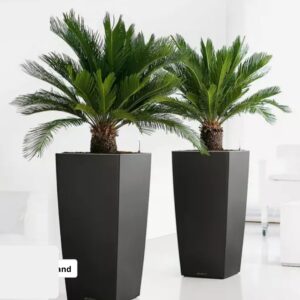 🌿 2x Japanischer Palmfarn (Cyca Revoluta)