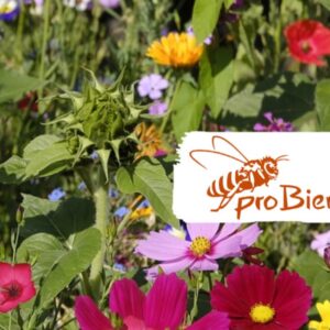 Saatgut Bluehmischung Bienenweide   proBiene 2025 04 22 15 57 02