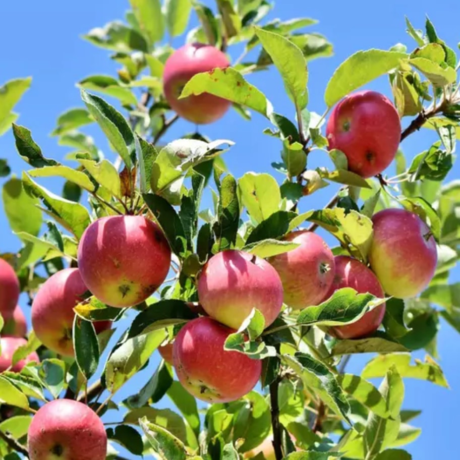 3 Winterharte Obstbäume Set Apfel Kirsche Birne Schnellwüchsig