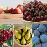 🌳 5 Obstbäume (2-3 Jahre alt, Apfel, Birne, Süßkirsche, Sauerkirsche und Pflaume