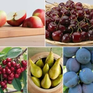 Bis zu 72 Rabatt auf 5er Set Obstbaeume Apfel Birne Suesskirsche Sauerkirsche undPflaume  Groupon Shopping 2026 03 13 10 39 25