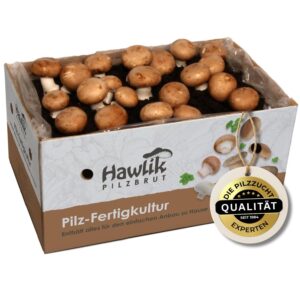 Hawlik Pilzbrut Champignons selber zuechten  Steinchampignon Pilzzuchtset XXL  Pilze kinderleicht zuhause anbauen  Grosses Kom 2025 05 12 15 37 26