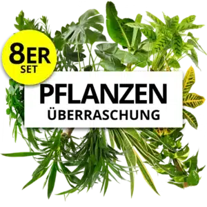 8er Set  Pflanzenueberraschung