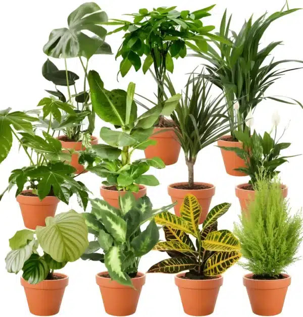 8er set pflanzenuberraschung 40 70cm o 12 15cm topf 1039988