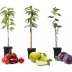 🌳 4 Obstbäume (2-3 Jahre alt, Apfel, Birne, Kirsche und Pflaume)