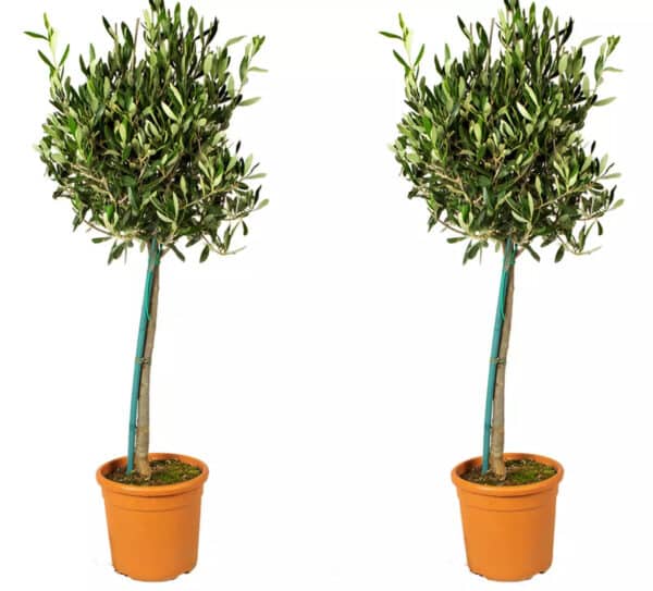 MTD 2026 03 23 at 15 20 35