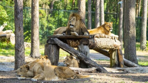 Serengeti Park