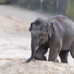 GRATIS freier Eintritt in Kölner Zoo für I-Dötzchen am 14.08.2022 -regional-