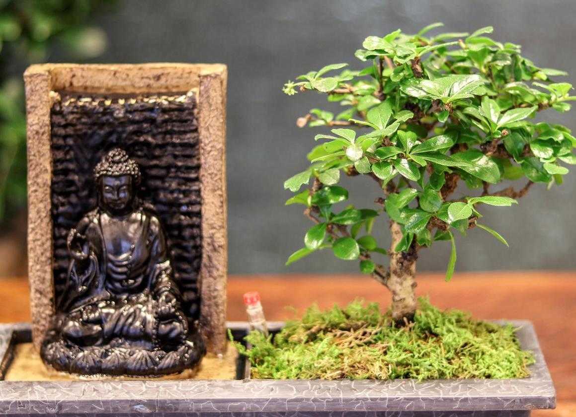 exotischer Bonsai Baum mit dekorativem Stein  oder Buddha Wasserfall