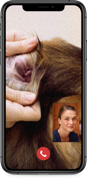 Tierarzt Online Kostenlos Tierarzt Online Kostenlos